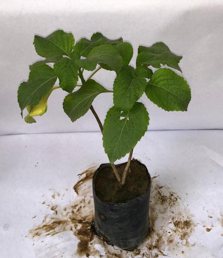 Laltena (Lantana)